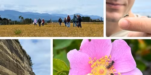 Native Bee Walk Series - June