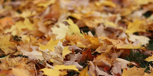 Lunchtime Meditation: In-Person