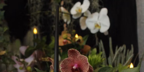 Trick or Treat at the Greenhouse