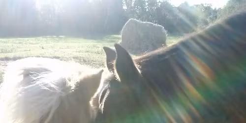 Good Friday Horse Riidng Camp kids 4yr - 16yr 