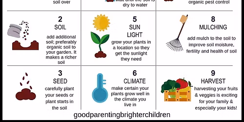 How to start a garden and care for Elderberries. 