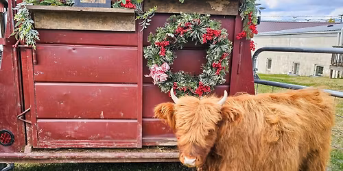 Pictures with Wynonna the Highland Cow