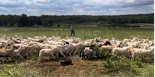 Sheep Herding Experience