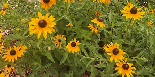 Litha Micro-Retreat: Earth, Plants & Living Systems