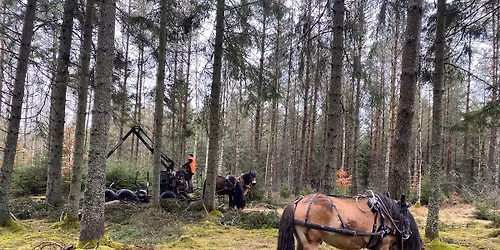 Skogsdag med hästkörning 