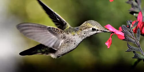 Master Gardener Class: Certified Wildlife Habitat