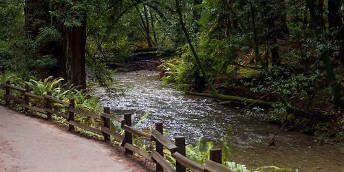 Muir Woods Coho Habitat Enhancement Volunteer Event