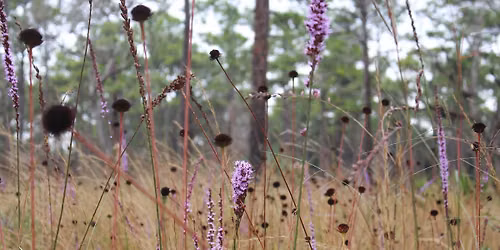 Guided Hike: Janet Butterfield Brooks WEA