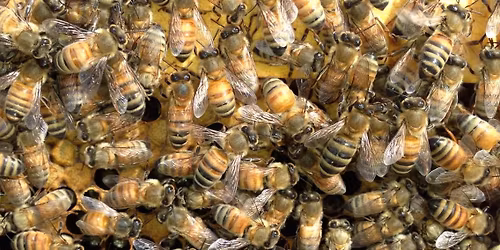 Franklin County Farmer\u2019s Market Honey Booth 