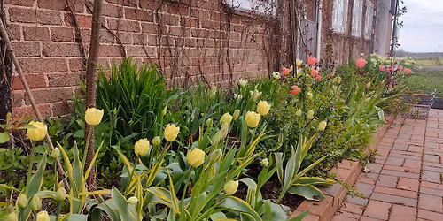 Tulppaanikahvila vol.1