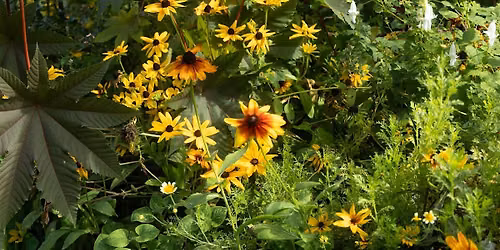 Summer Garden Tour with Horticulture Director Andi Pettis