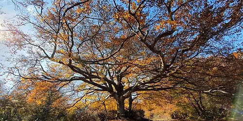 Anello Autunnale alla Faggeta Canfaito: colori d'Autunno & Bagno Forestale