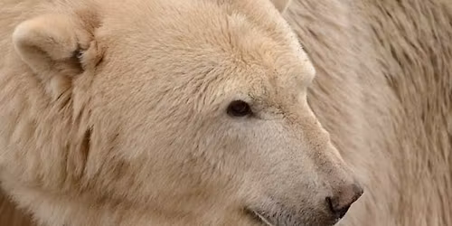 December's Boardman Book Club~ "The Golden Compass" by Phillip Pullman