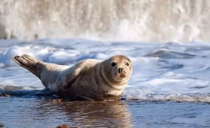Friends of Horsey Seals - Sue Chantrill