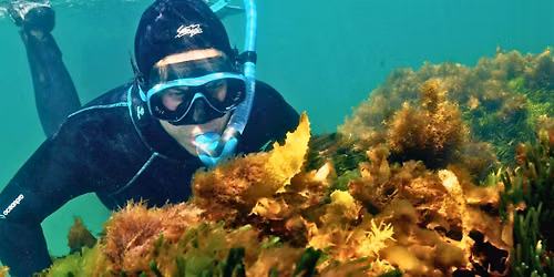 Beneath the bay: restoring Williamstown's golden kelp forest