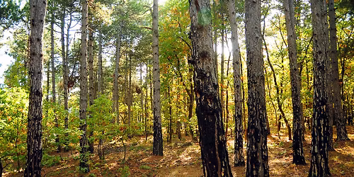 \u03a0\u03b5\u03b6\u03bf\u03c0\u03bf\u03c1\u03af\u03b1 & Yoga \u03c3\u03c4\u03bf \u0394\u03c1\u03c5\u03cc\u03b4\u03b1\u03c3\u03bf\u03c2 \u039c\u03bf\u03b3\u03b3\u03bf\u03c3\u03c4\u03bf\u03cd (\u039a\u03bf\u03c1\u03b9\u03bd\u03b8\u03af\u03b1)