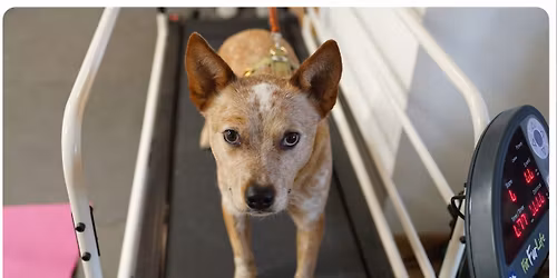 Leistungsdiagnostik & Trockenlaufband in Training und Therapie - mit Nicole Stumpf & Sandra Rutz