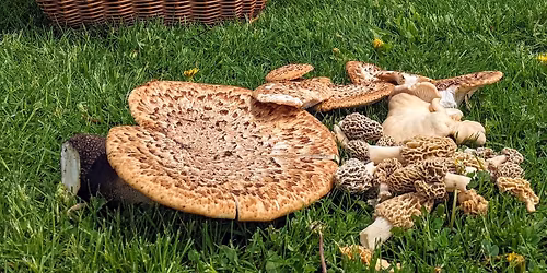 Mushroom Hunt: More Woods, Less Talk