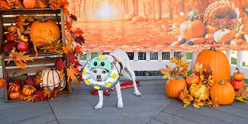 \ud83c\udf83\ud83d\udc3e LI-DOG Howl-O-Ween Costume Contest & Pawty! \ud83d\udc3e\ud83c\udf83