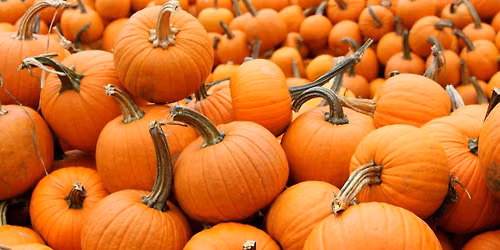 Pumpkin Patch Event