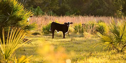 Local History Talk: D Ranch Preserve