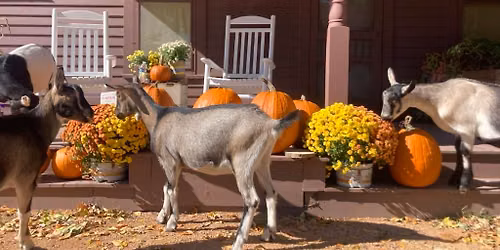 Fall on the Farm *FREE*