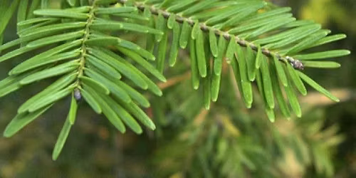 Tree Medicines & Bark Harvest at Blue Forest