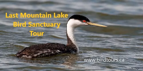 Last Mountain Lake Bird Sanctuary Public Tour