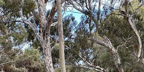 Western Walk: Kirkcaldy Reserve, along the Grange lakes
