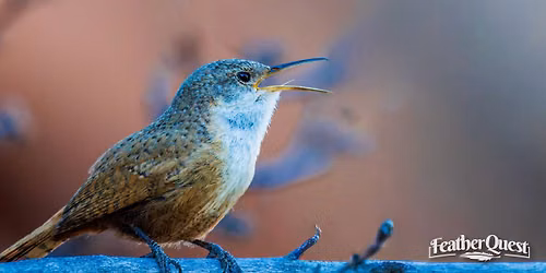 Library Adventures: Let\u2019s Go Birding! (Rock Canyon)