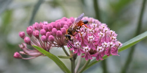 Native Plants with Pollinator Pathway: Walk & Talk