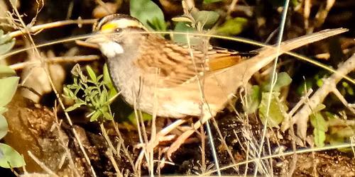 Sunday Morning Bird Walk with Reba Collins 