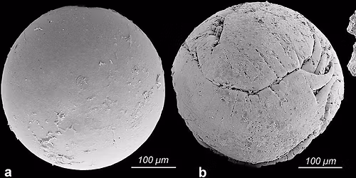 The Fossil Record of Animal Embryos, John Cunningham, University of Bristol