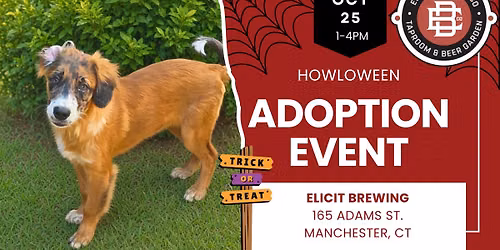 Meet Adoptable Rescue Dog in Manchester CT