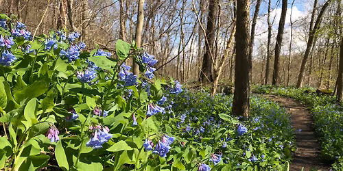 Spring Flower Festival at WVU Core Arboretum
