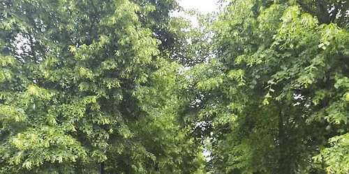 Mooie bomen aan de Abdij van Park