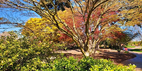 Free Tree Talk Series: Maples