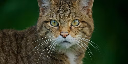 Clinging by a Claw Film Screening