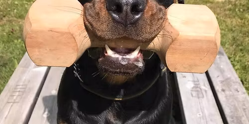 Lydighetstevne Klasse 1 Norsk Rottweiler Klubb