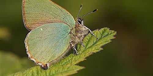 Guided Walk for butterflies at Hounslow Heath - target Green Hairstreak