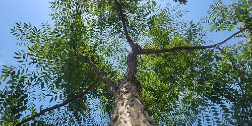 Trees: Protectors, Providers, Healers