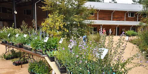 Fall Plant Sale
