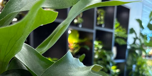 Plants Unlimited Grand Opening!!