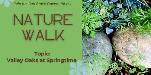 Valley Oaks at Springtime Nature Walk