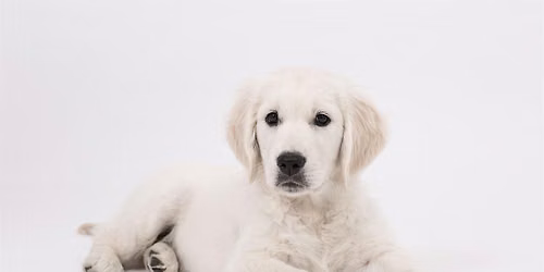 Adolescent Puppy (C.L.A.S. S. High School Level) (4-6 mos of age) - 2026