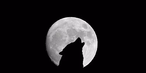 Wolf Moon | Moonlight Swimming