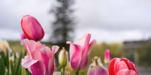 Blooming with Love \u2013 Mothering Sunday Lunch