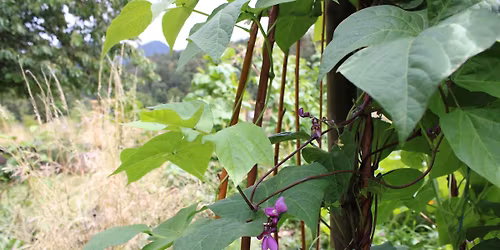 Evenement - Troc plantes et graines