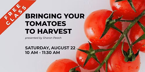 Bringing Your Tomatoes to Harvest