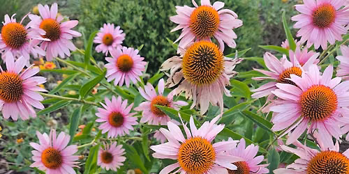 Native Plant Sale at National Pollinator Day